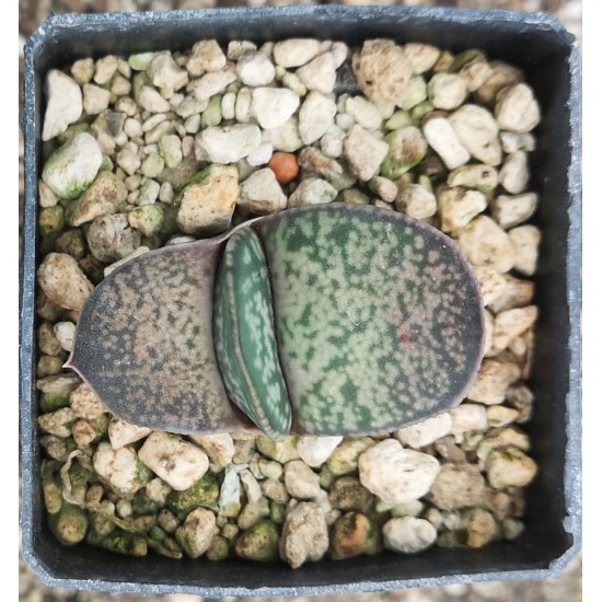 Gasteria hyb.'KYORYU' です